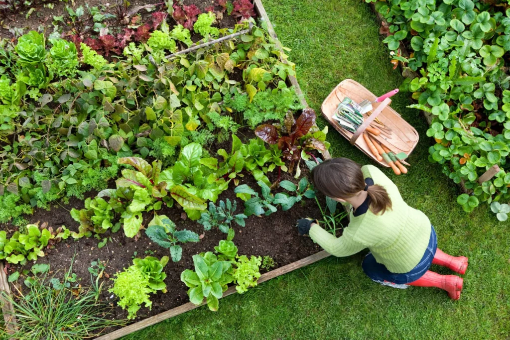 Gardening & Outdoor Living: Building a Healthy and Productive Garden