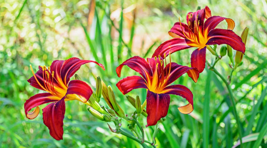 Seasonal Reasons Daylily Plants for Sale Belong in Mixed Summer Borders
